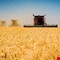 العراق يعلن تحقيق الاكتفاء الذاتي من محصول القمح لموسم 2024