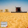 العراق يعلن تحقيق الاكتفاء الذاتي من محصول القمح لموسم 2024