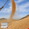 تسويق الحنطة.. ديالى تتوقع استلام 370 طناً هذا العام