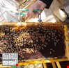 الزراعة تعلن تحقيق العراق فائضاً بإنتاج العسل