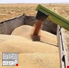 كركوك تعلن تسويق (473) ألف طن من الحنطة حتى الآن