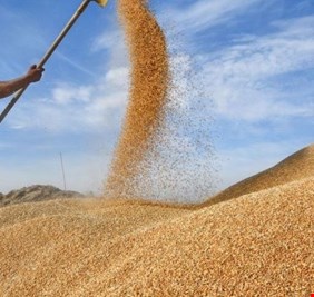محافظ الأنبار يعلن تحقيق الاكتفاء الذاتي من محصول الحنطة