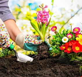 البستنة.. هواية بسيطة تعزز الصحة النفسية والجسدية وتحمي الدماغ