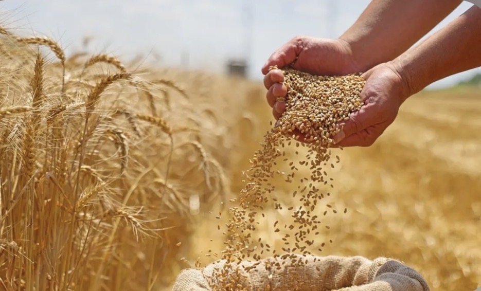 وزارة التجارة : تراجع حصيلة تسويق القمح خلال العام الجاري إلى نحو 4.8 ملايين طن