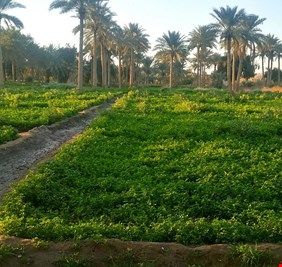 الزراعة توافق على زيادة أنتاج الشلب في النجف وذي قار