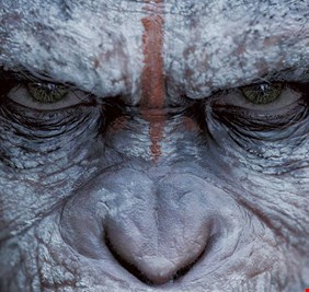 ماهي حيقة هجوم القردة في الشطرة