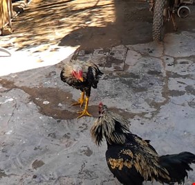 صراع الديكة في العراق يؤجج صراع الأزواج في البيت