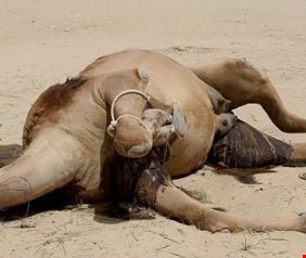 حرب الجمال بين السعودية وقطر