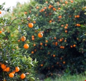 تحذير من كارثة في ديالى