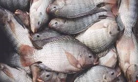 بالصور.. حالة نفوق مأساوية للاسماك  في ميسان