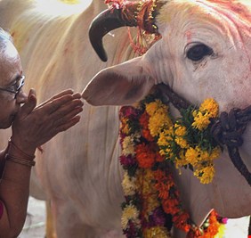 بسبب الأبقار.. مسلمون مهددون بالقتل في الهند