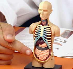 5 حقائق غريبة ومثيرة لا نعرفها عن أجسامنا..!