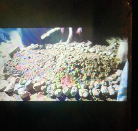 كيف قتل شاكر وهيب، وأين دفن؟ (العراق اليوم) ينفرد بنشر صور لقبر  هذا المجرم الخطير!