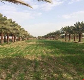 زراعة بغداد: المساحة المزروعة لمحصولي الحنطة والشعير بلغت 64550 دونما