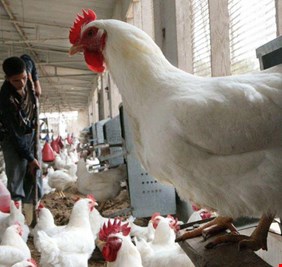 بيئة الأنبار تعلن تشكيل غرفة عمليات لتفادي انتشار انفلونزا الطيور