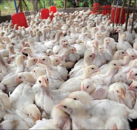 الزراعة النيابية: حظر تسويق منتجات الدواجن يهدد بكارثة تعصف بـ21 منطقة بديالى