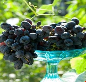 العنب لعلاج مرض العصر