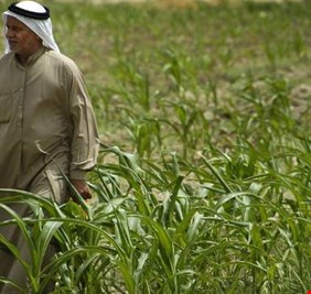 الامم المتحدة: العراق خسر 40 بالمائة من إنتاجه الزراعي