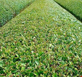 نائبة تكشف عن امتلاك العراق مزرعة شاي بالفيتنام وتؤكد: لانعرف أين تذهب وارداتها !