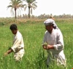 اقتصادية ديالى: قرارات حماية المنتج المحلي بقطاع الزراعة حبر على ورق