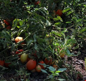 زراعة ديالى تعلن هلاك 20% من محصول الطماطة بالمحافظة بسبب 