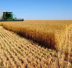 العراق يشتري كميات من القمح الأميركي والاسترالي