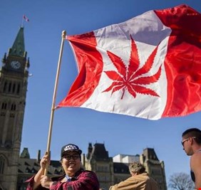 رسميا.. شرعنة الماريجوانا في كندا اعتبارا من 17 أكتوبر