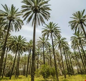 البصرة تعزو 