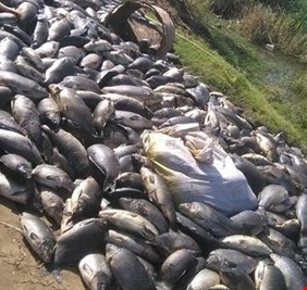 دائرة البيطرة: مرض تعفن الغلاصم الفطري في الأسماك لا ينتقل الى الانسان