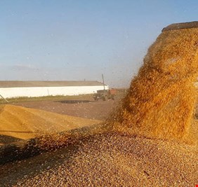 العراق يكشف عن مخزونه من القمح والأرز