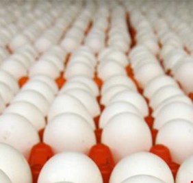 مناشدات لوقف إدخال بيض تركي وأوكراني 