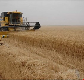 المركزي للاحصاء: المساحة المزروعة بمحصول الحنطة بلغت 3154 دونم لسنة 2018