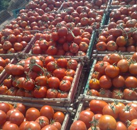 الزراعة تصدر بيانا بشأن اصابة حقول الطماطة في البصرة بوباء مجهول