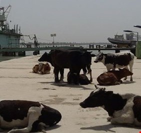 بالصور: ابقار ’’فوق القانون’’ تحتل ميناء المعقل وشوارع البصرة و’’گوامة   