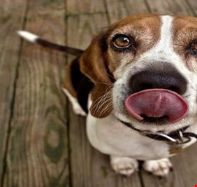 لعقة كلب قد تنقذ مرضى السكري من خطر الموت!