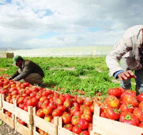 الزراعة البرلمانية تدعو الحكومة لحماية المنتجات المحلية