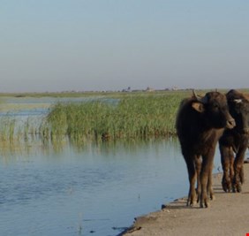 موارد ميسان : مليار متر مكعب من المياه خزين هور الحويزة