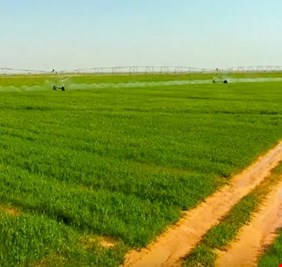 العتبة الحسينية تفتتح مدينة زراعية بمساحة 21 ألف دونم