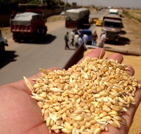 توقعات بوصول انتاج كربلاء من الحنطة والشعير 56 طنا خلال الموسم الحالي