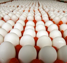 تواقيع برلمانية لمناقشة قضية دخول البيض المستورد والفاسد للأسواق المحلية