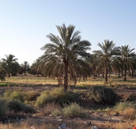 نائب يحذر من ’’حدود ملتهبة’’ تهدد ديالى وبغداد ويؤكد: النهايات السائبة   بدأت بجذب داعش