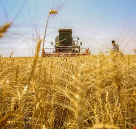 التجارة تعلن تسويق نحو مليون و400 الف طن  من الحنطة