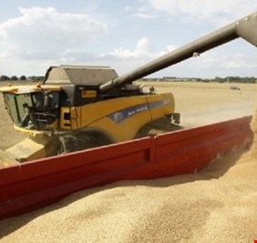 التجارة تصدر توضيحا بشأن التلاعب بصنف الحنطة في ديالى