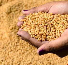 التجارة توافق على افتتاح مجمع لاستلام الحنطة بمناطق غربي الانبار