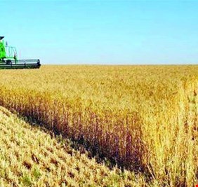 الزراعة: الحديث عن الاكتفاء الذاتي من المحاصيل الزراعية سابق لأوانه