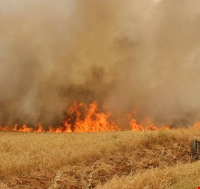 لجنة الزراعة : حرق المحاصيل “مفتعل”.. والحكومة “تتغاضى” عن الأيادي الخفية