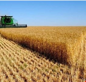 الزراعة تعلن تسويق اكثر 700 الف طن من الشعير العلفي في نينوى