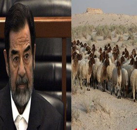 لسرقته أغنامها.. عشيرة البدور في جنوب العراق تقاضي صدام حسين