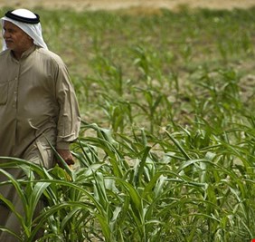 الزراعة تؤكد استمرار منع استيراد 18 مادة لوفرة المنتج المحلي