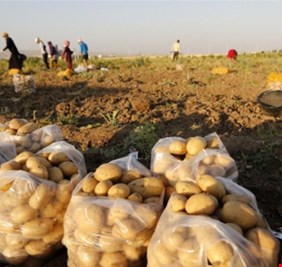 الزراعة تفتح استيراد محصول البطاطا لسد حاجة السوق المحلية